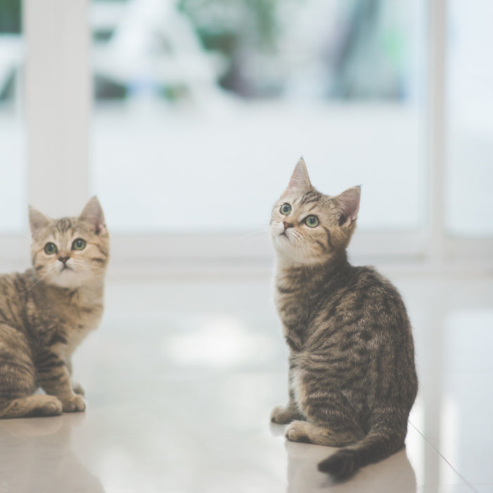 Gabapentin For Cats: Safe Dosages And Uses