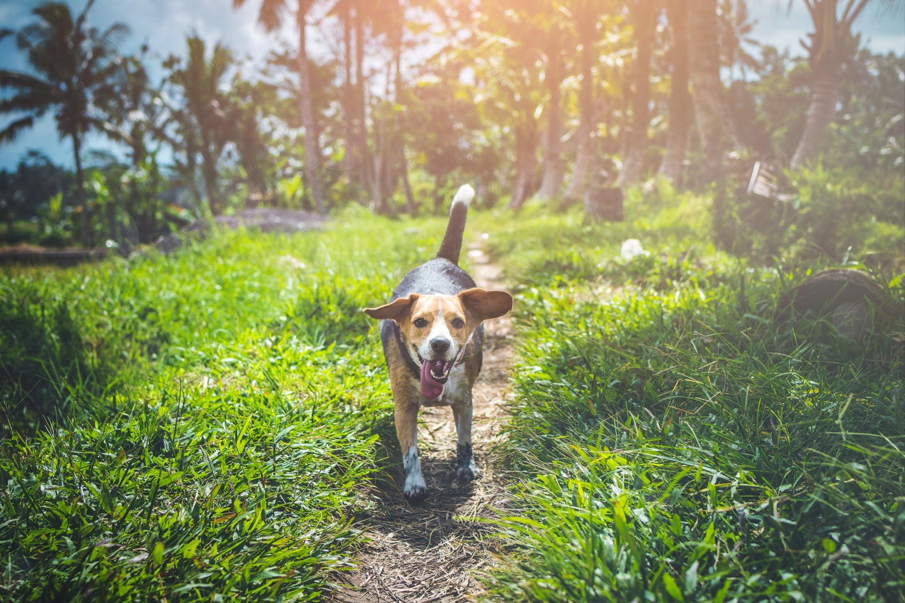 Dog Illnesses, Injuries and Sicknesses Common During the Summer Months
