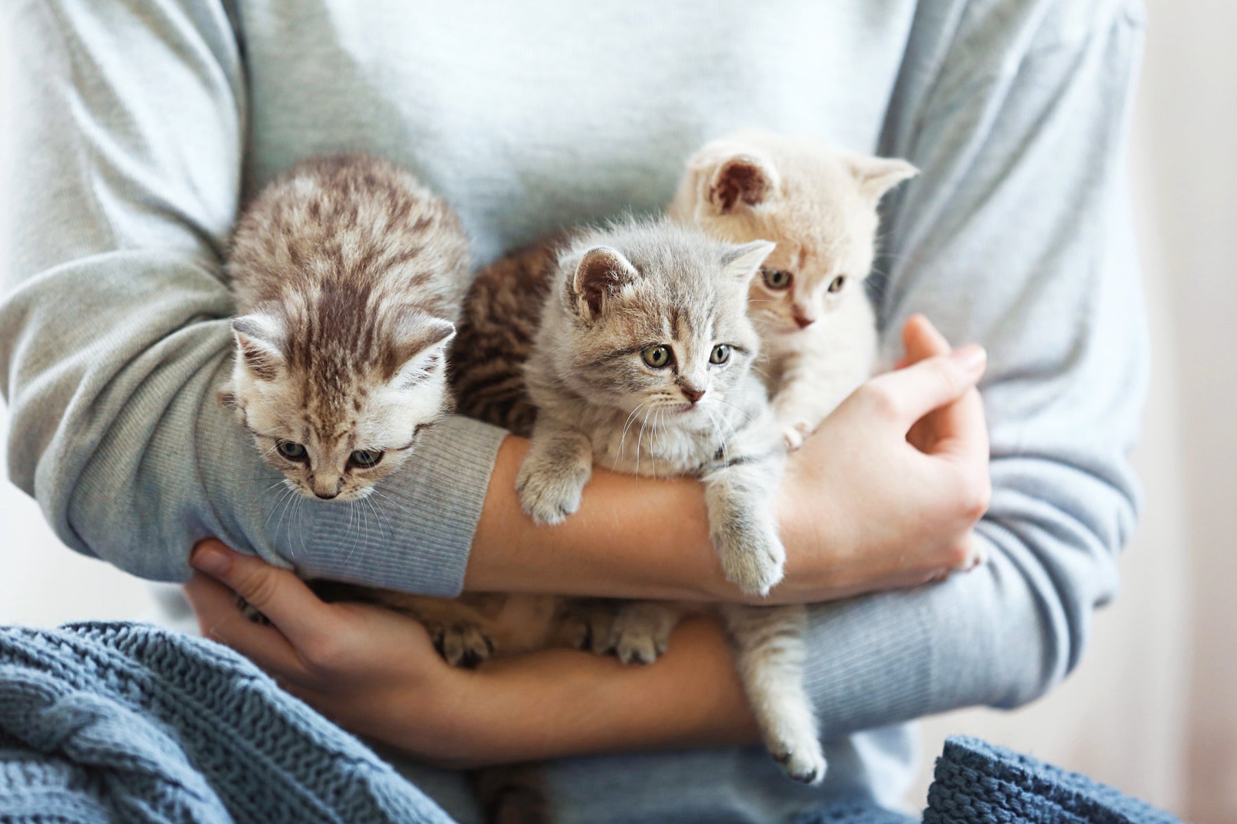 The Most Expensive Cat Breeds