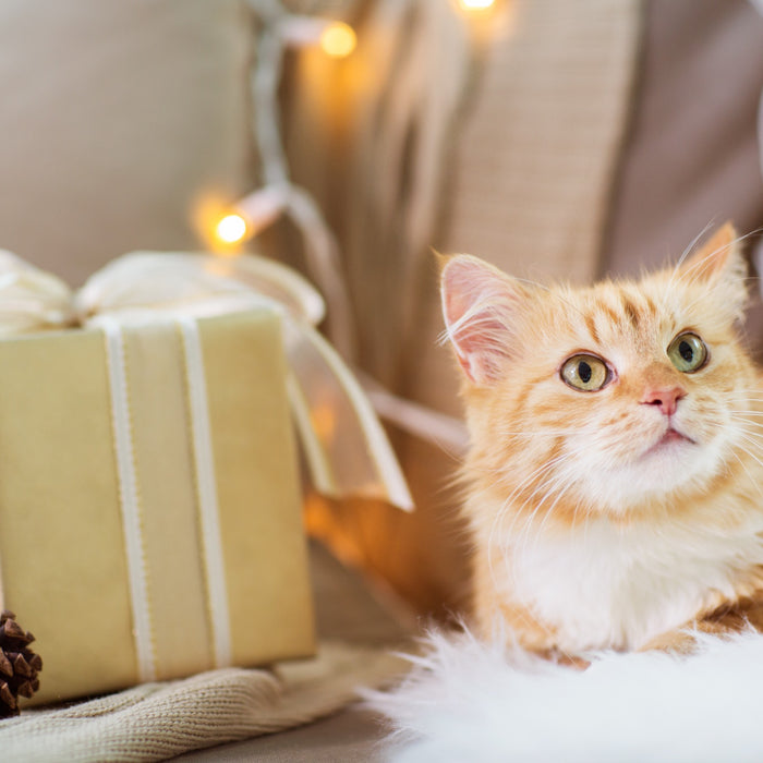 The 26 best gifts for cat lovers, according to pet experts