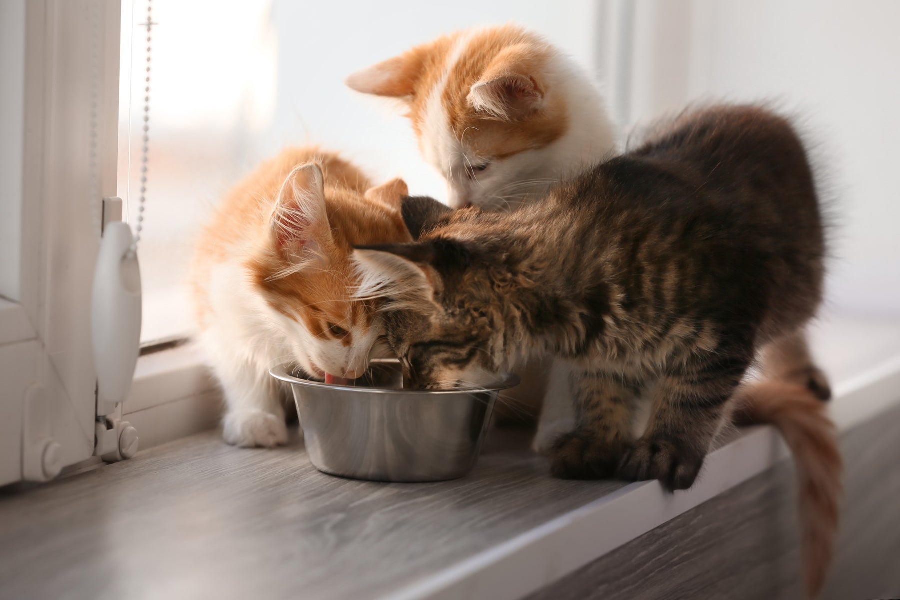 Salmon Cat Food: 9 Favorite Fishy Formulas