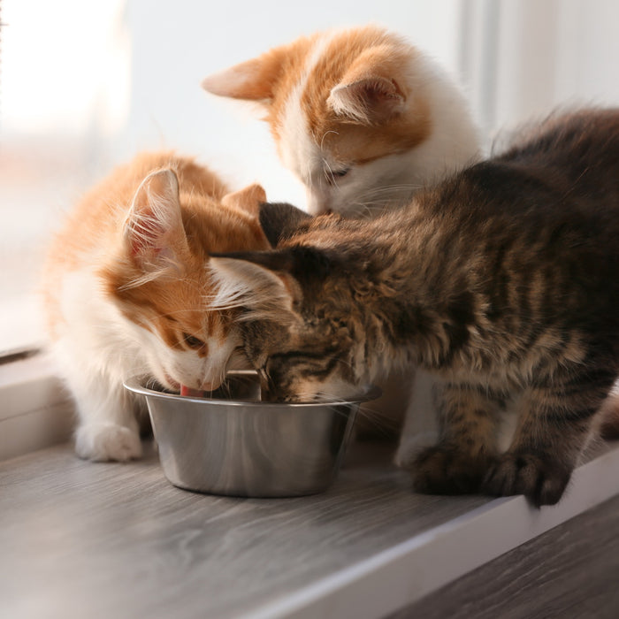 Salmon Cat Food: 9 Favorite Fishy Formulas