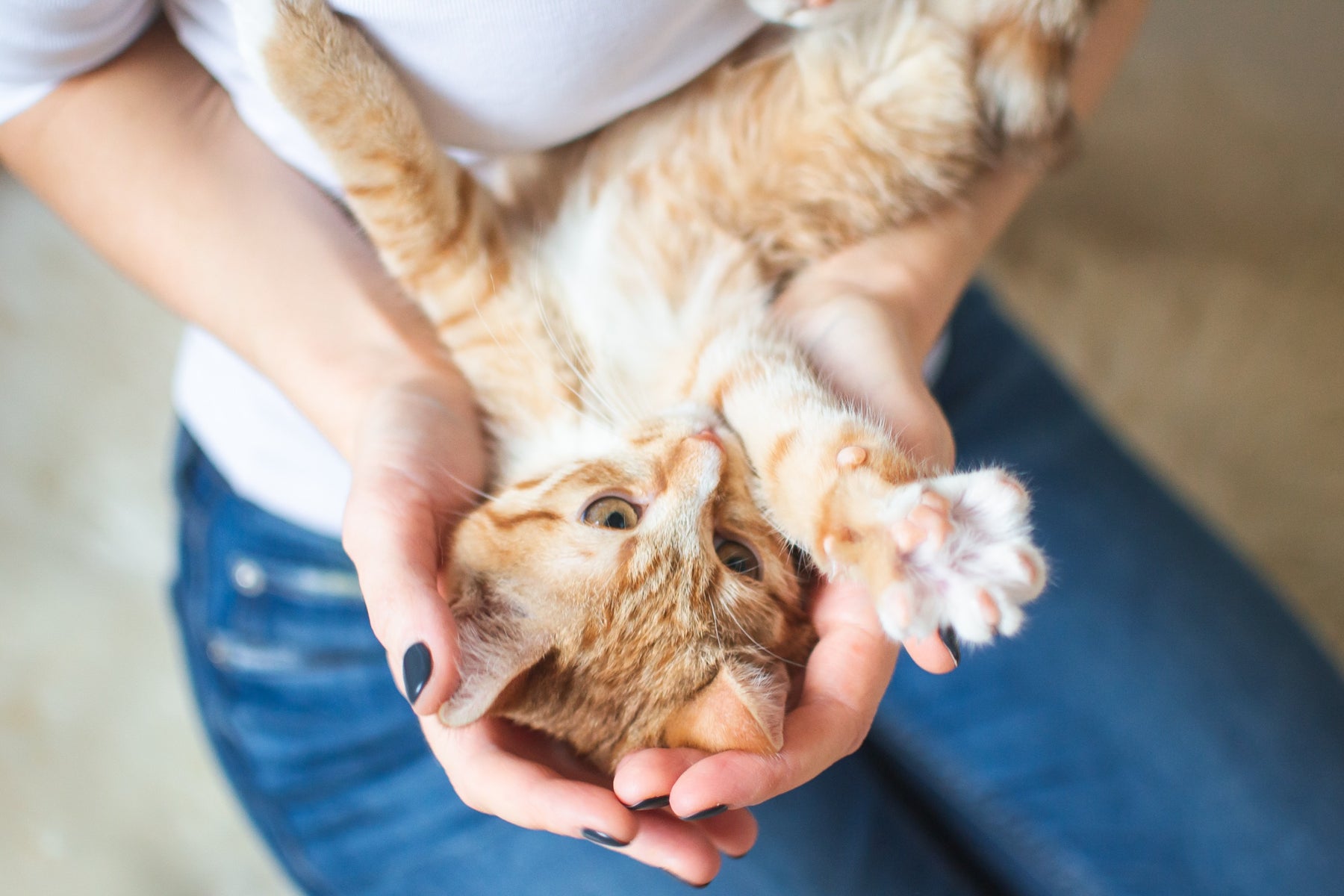 Cat Nail Caps: Pros, Cons, and Alternatives to Consider