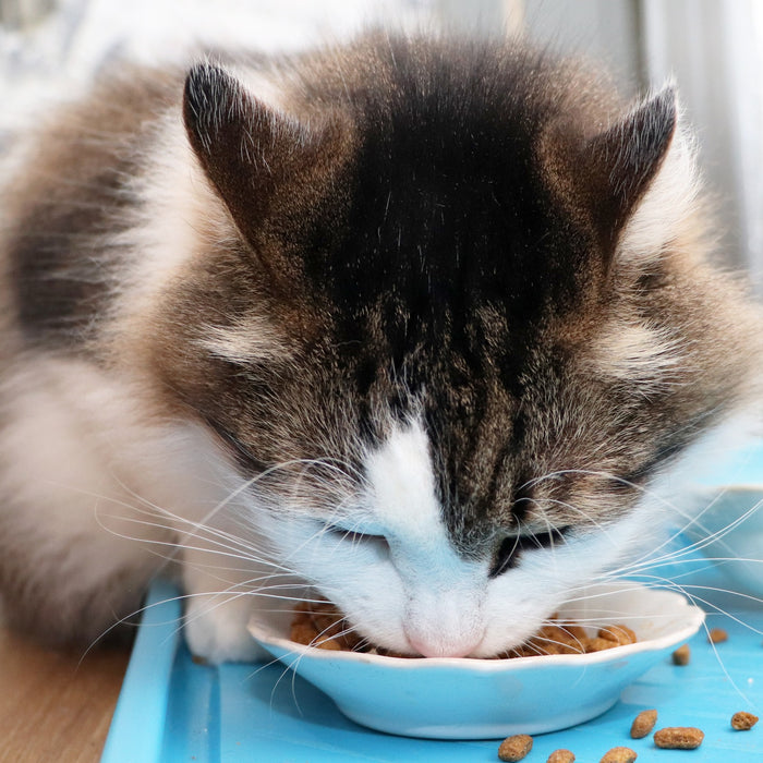 Hill's Science Diet Dry Cat Food Review: Nutrition That Fits Your Feline