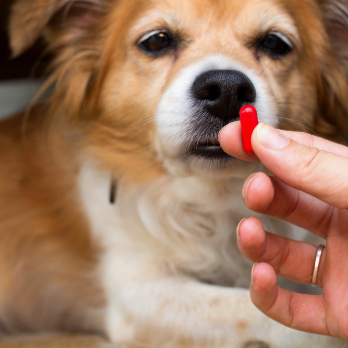 The Use of Carprofen for Canines