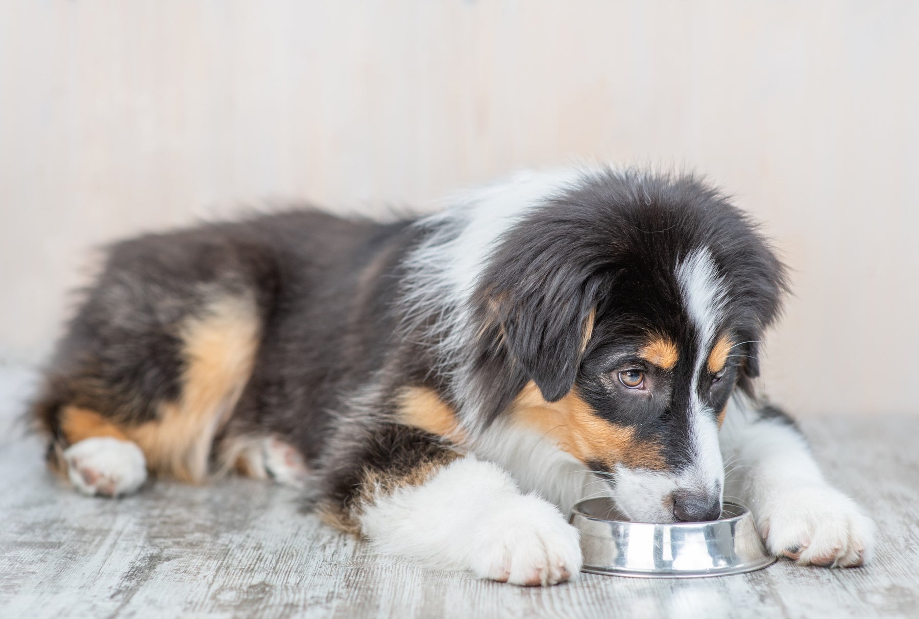 How to Use a Dog Food Topper