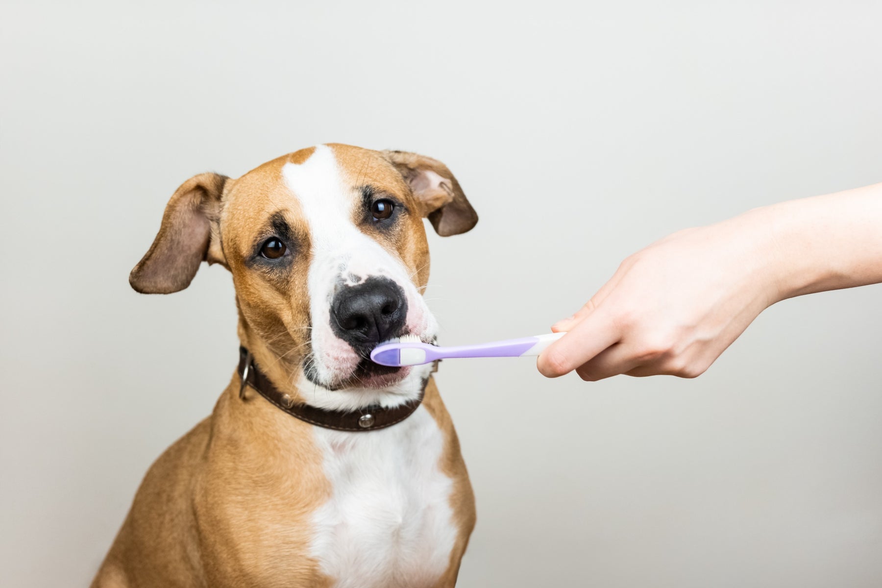 The Top 4 Reasons We Don’t Brush Our Dog’s Teeth