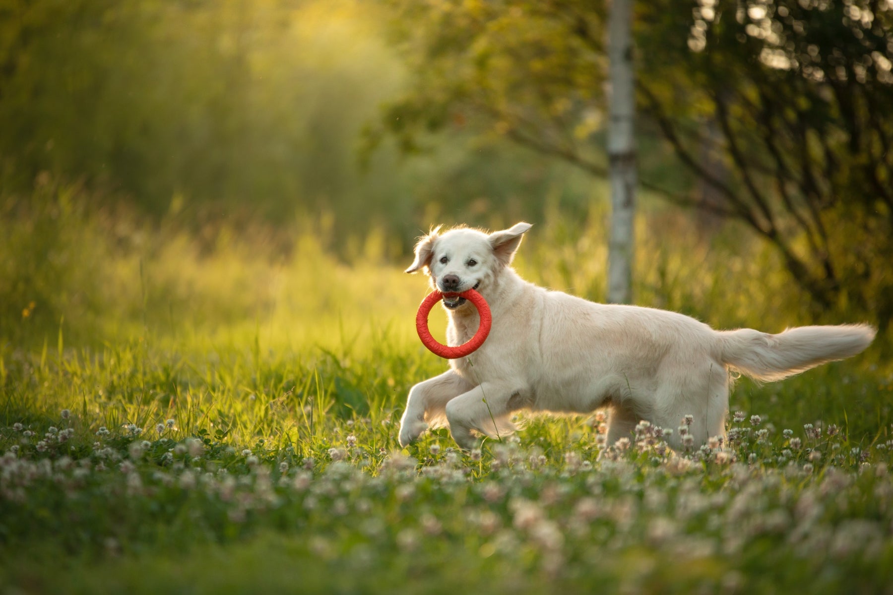 Ways To Engage Your Dog's Mind