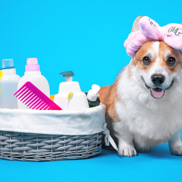 12 Luxury Pet Products to Pamper Your Pooch
