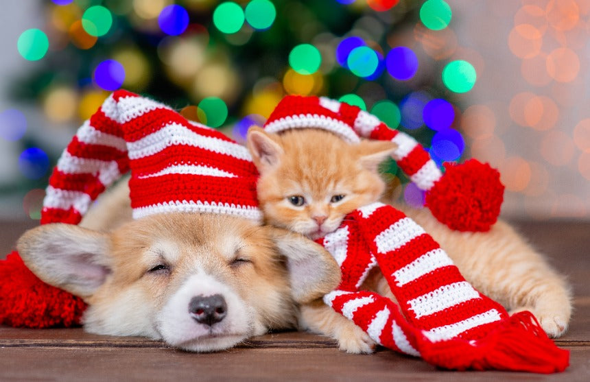 2023 New Year’s Pet Resolutions