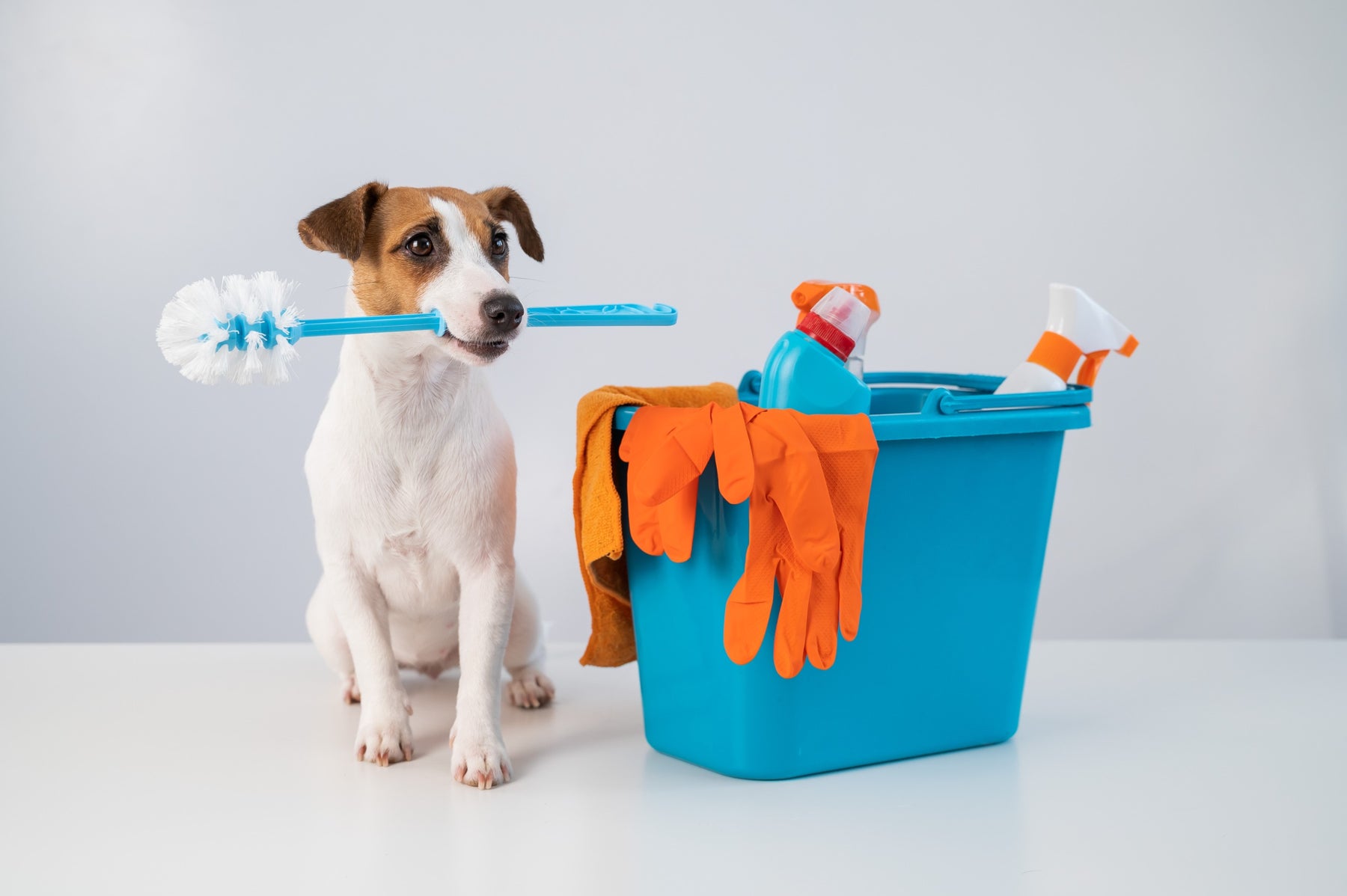 Careful Use of Cleaning Products Around Pets