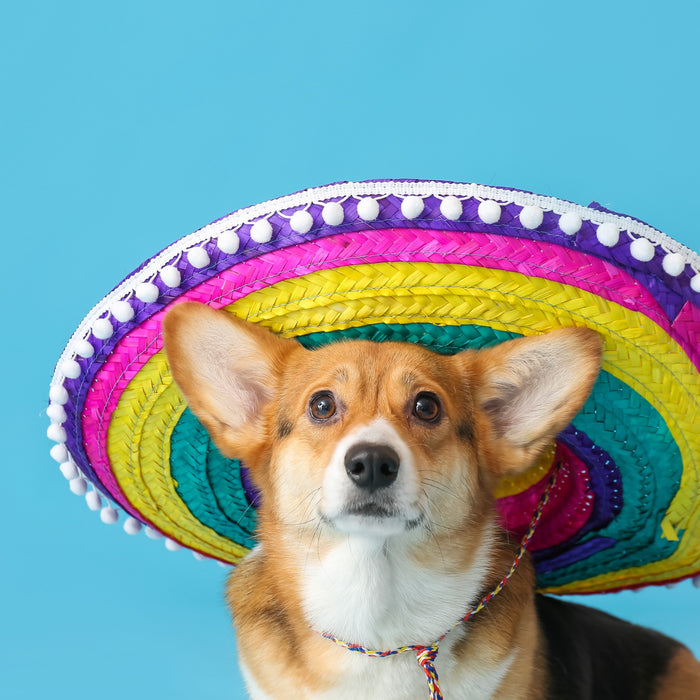 The 7 Best Dog Hats of 2023