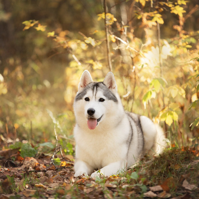 The Importance of Sunscreen For Pets