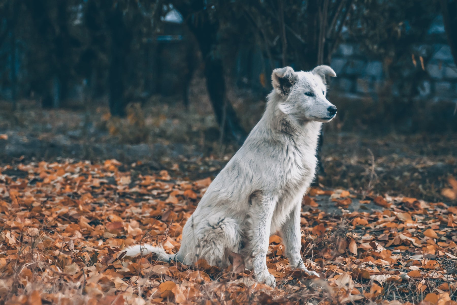 The Mystery Dog Illness
