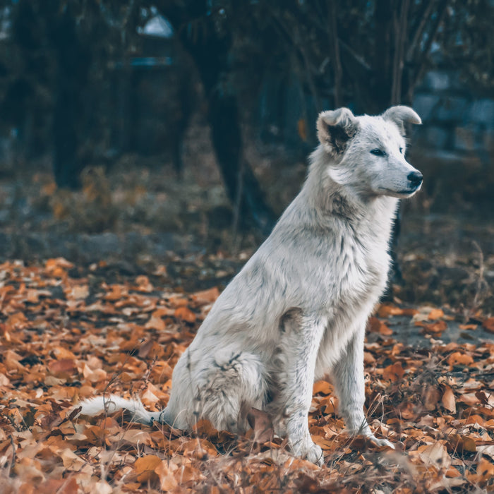 The Mystery Dog Illness