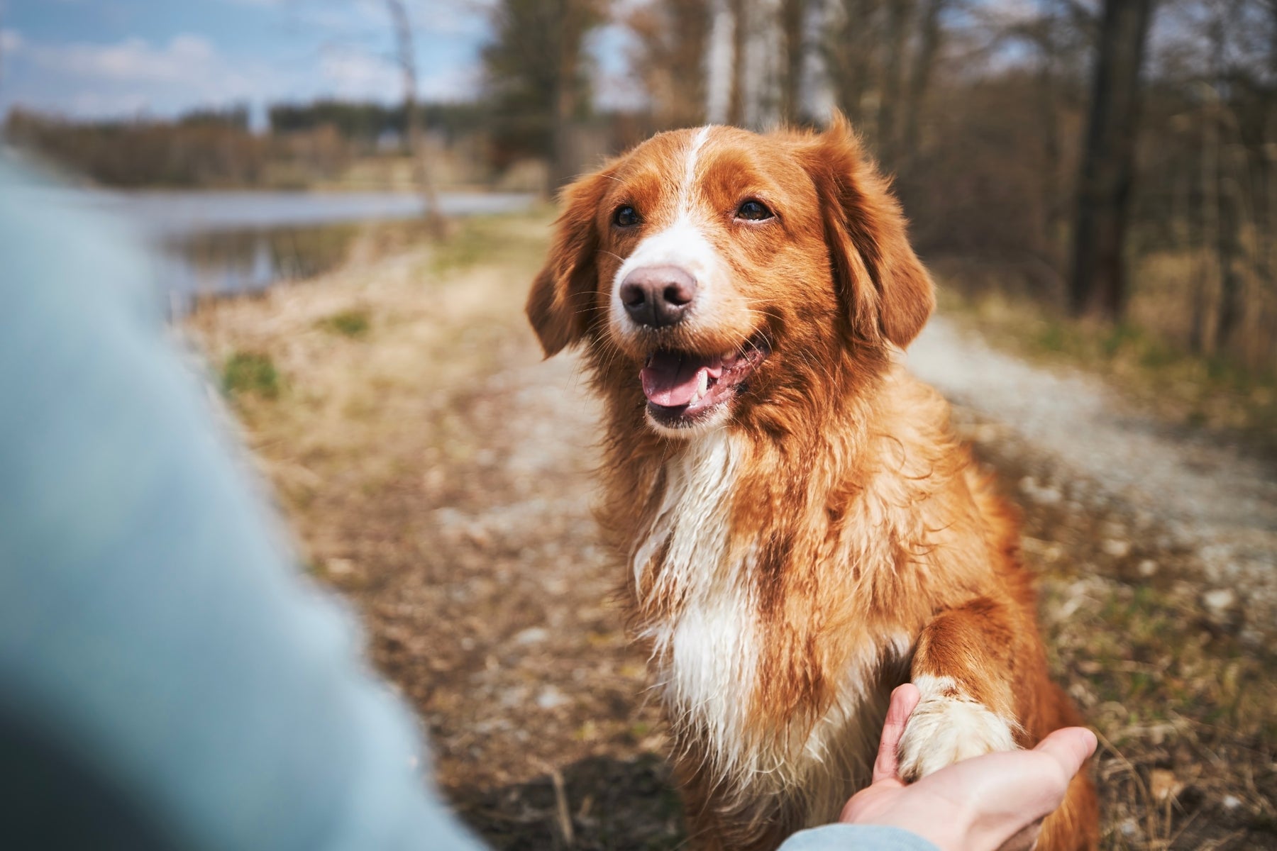 Top 20 Largest Dog Breeds