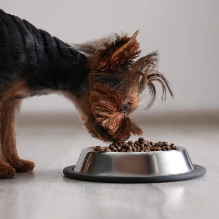 Everything you Need to Know about a Dog Food Topper
