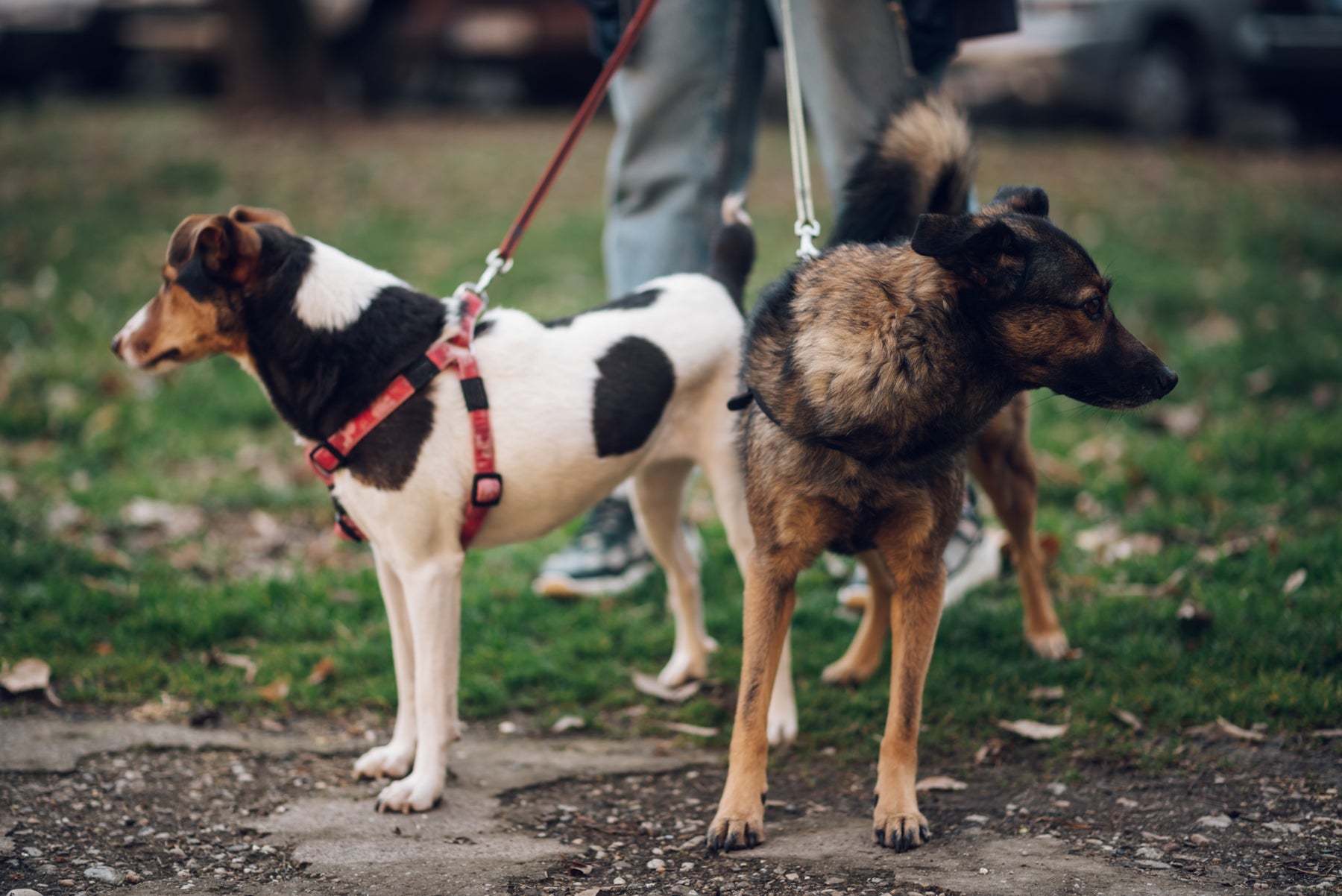 Addison’s Disease In Dogs: Symptoms And Treatments