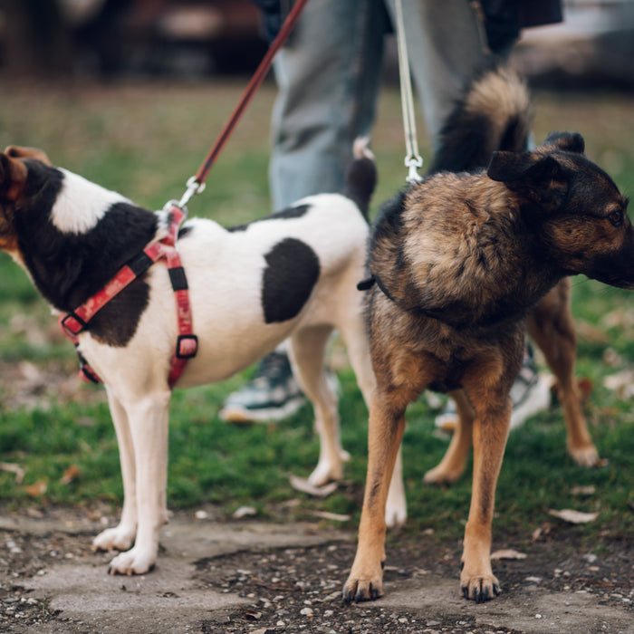 Addison’s Disease In Dogs: Symptoms And Treatments