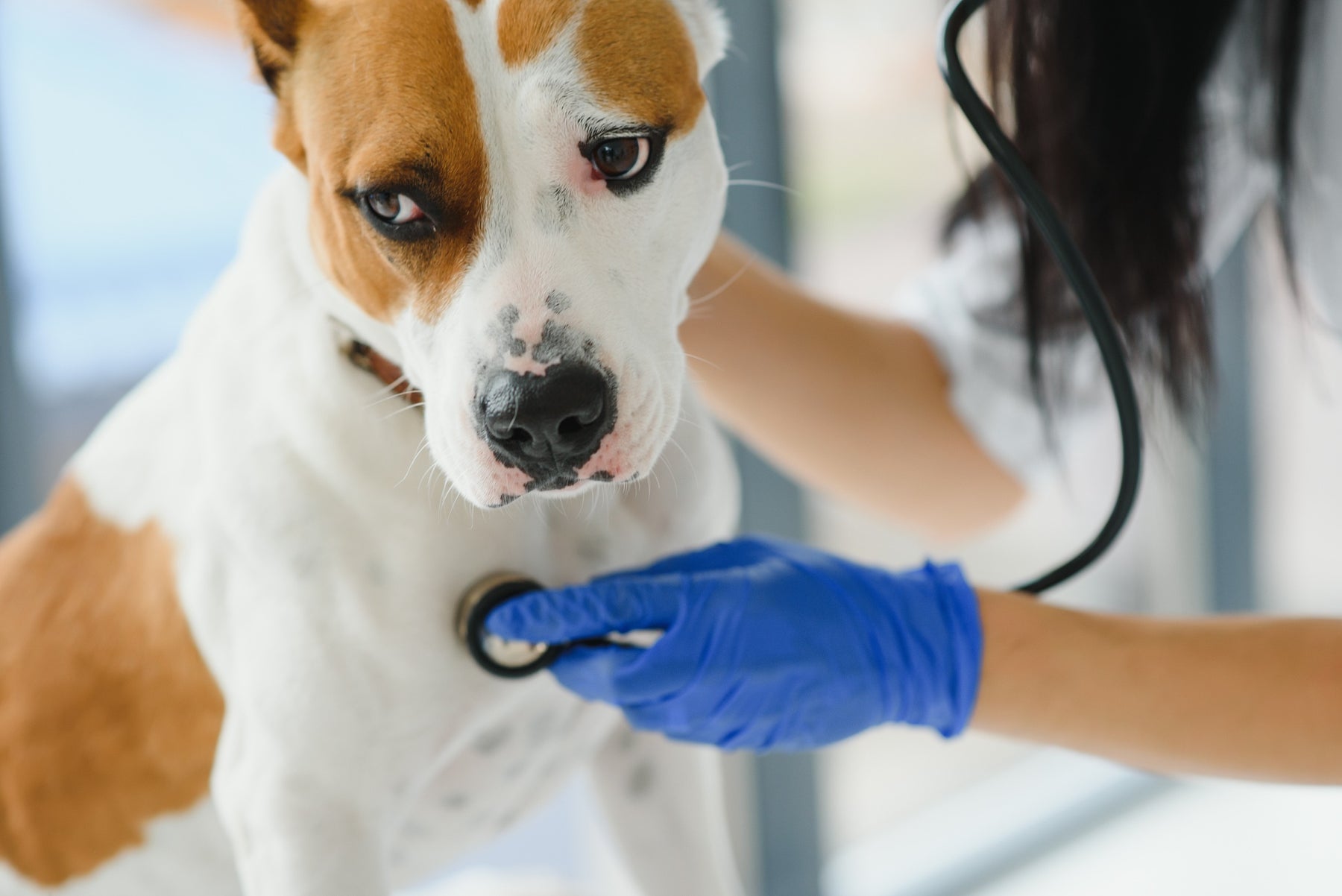 What is Heartworm?