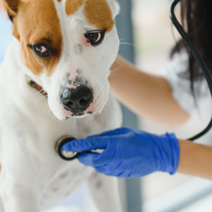 What is Heartworm?