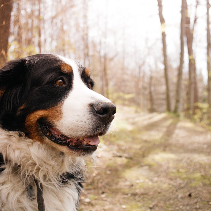Gabapentin For Dogs: Safe Dosages And Uses