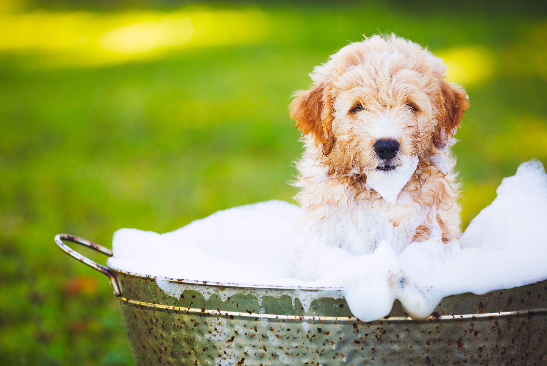 Dish Soap and the Companion Animal
