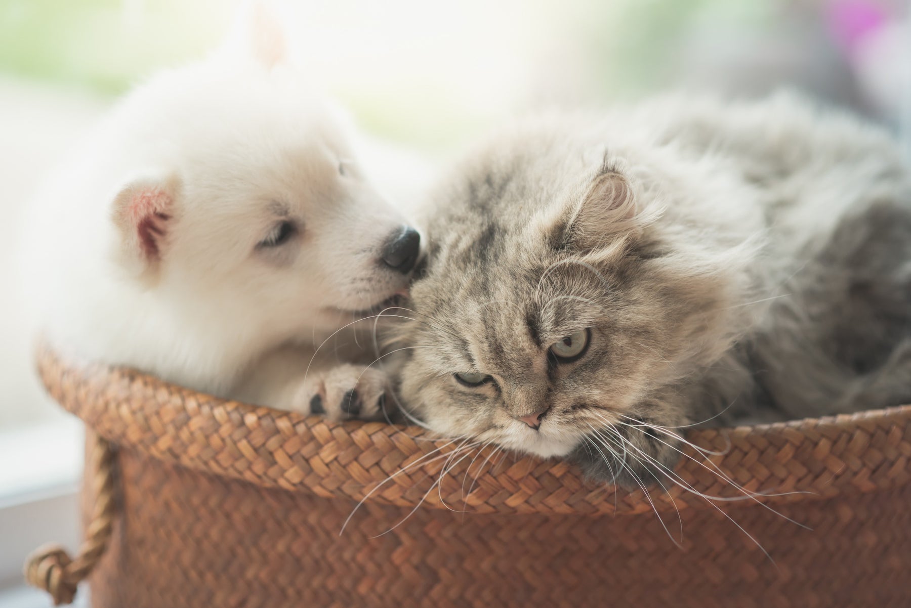 Fungus/Yeast in Canines, Kitten Vaccines and Tear Stains in Dogs
