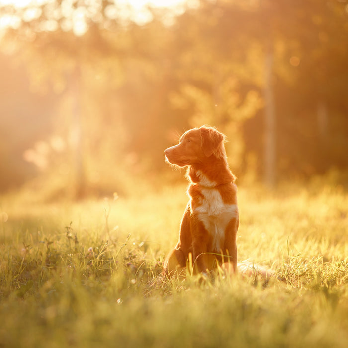 Summer Doggie Dos to Keep Your Pet Healthy
