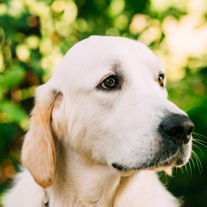 Glucosamine For Dogs: Safe Dosages and Uses