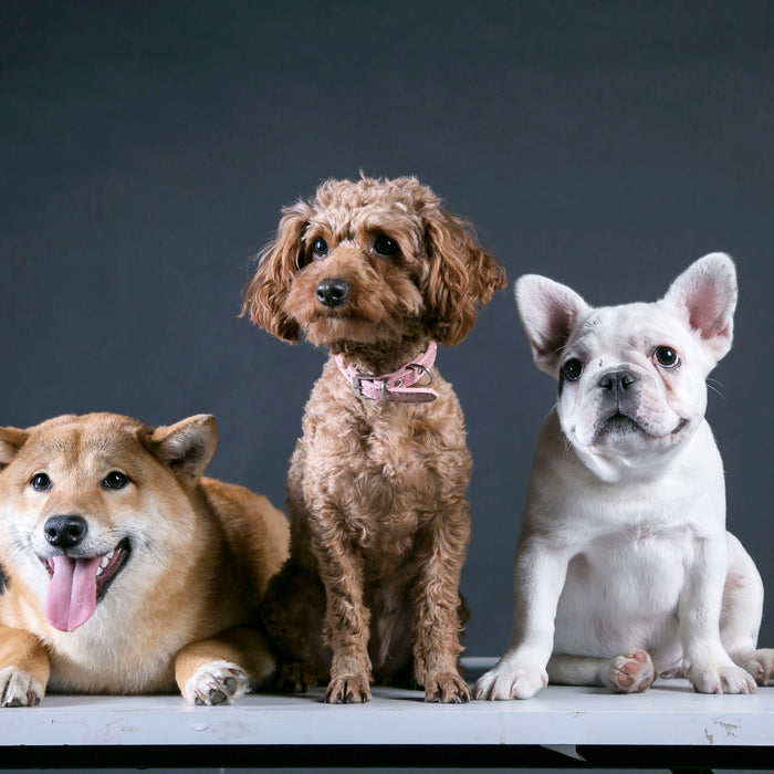 THE 5 DOG BREEDS YOU’RE GOING TO SPEND THE MOST MONEY ON