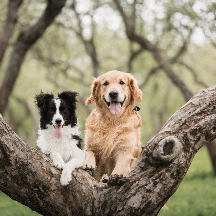 Benadryl For Dogs: Safe Dosages And Uses