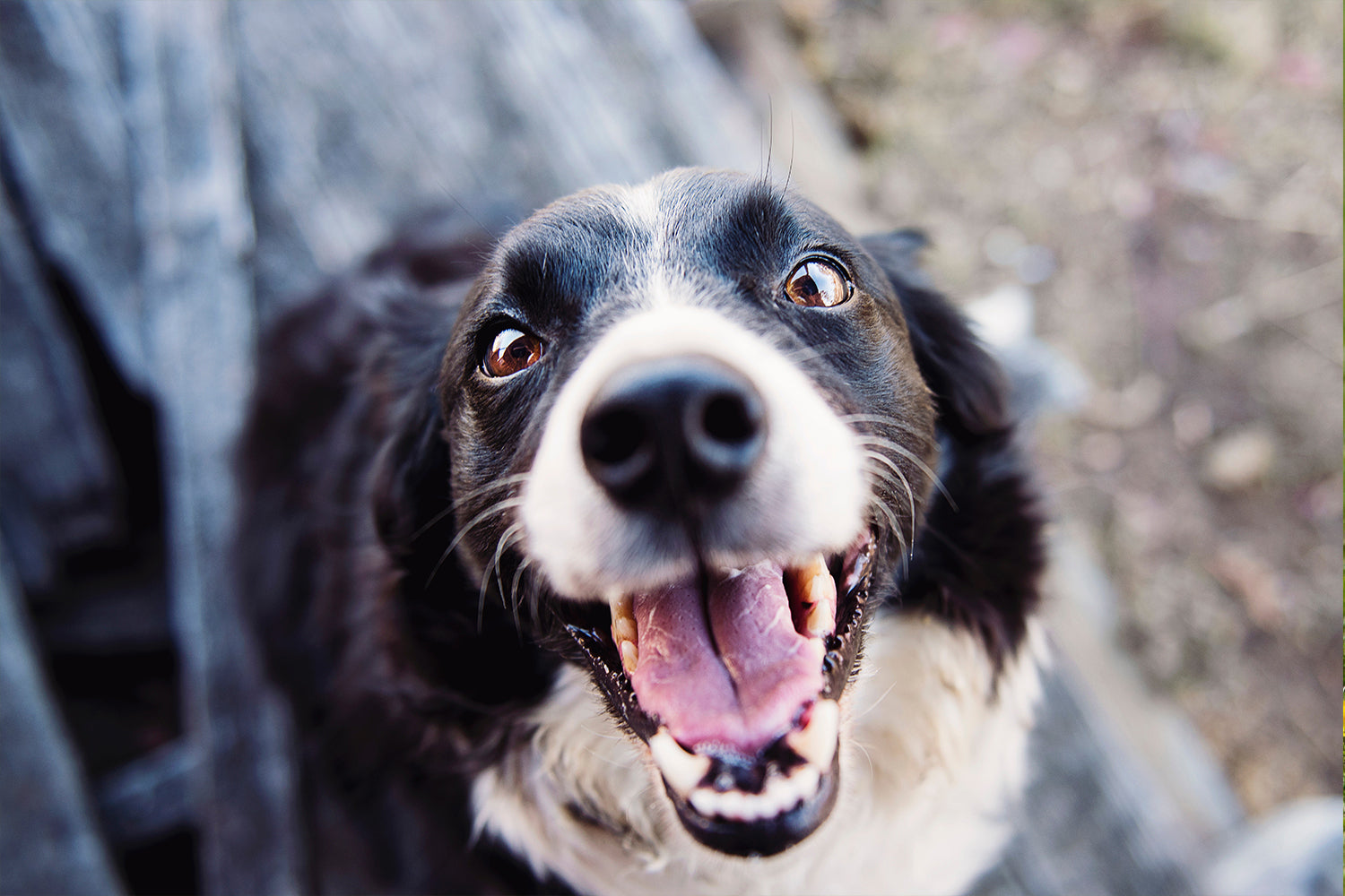 Top Concerns Shared by Humans and Pets For The Summer Months | Sun & Insects
