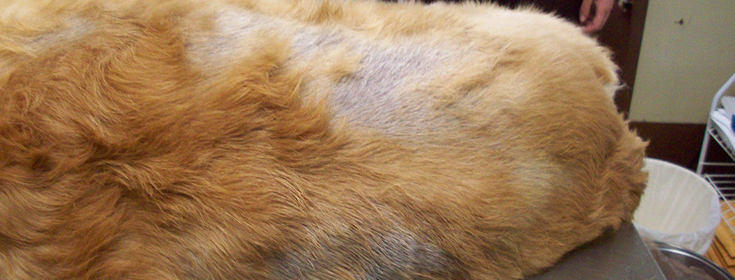 Coat Funk | How to Relieve it in Dogs