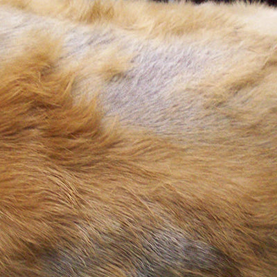 Coat Funk | How to Relieve it in Dogs