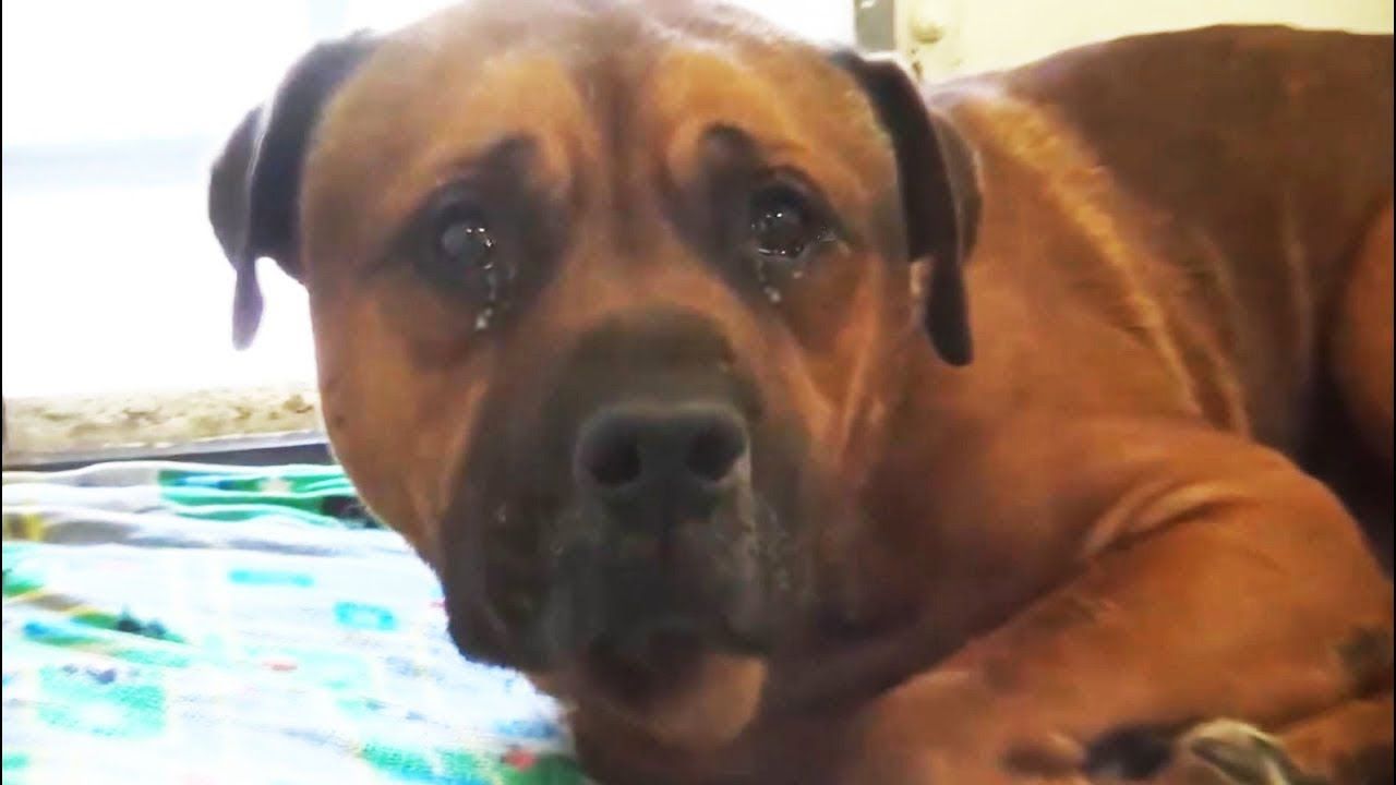 Why Your Pet Needs K-9 Care Sunscreen