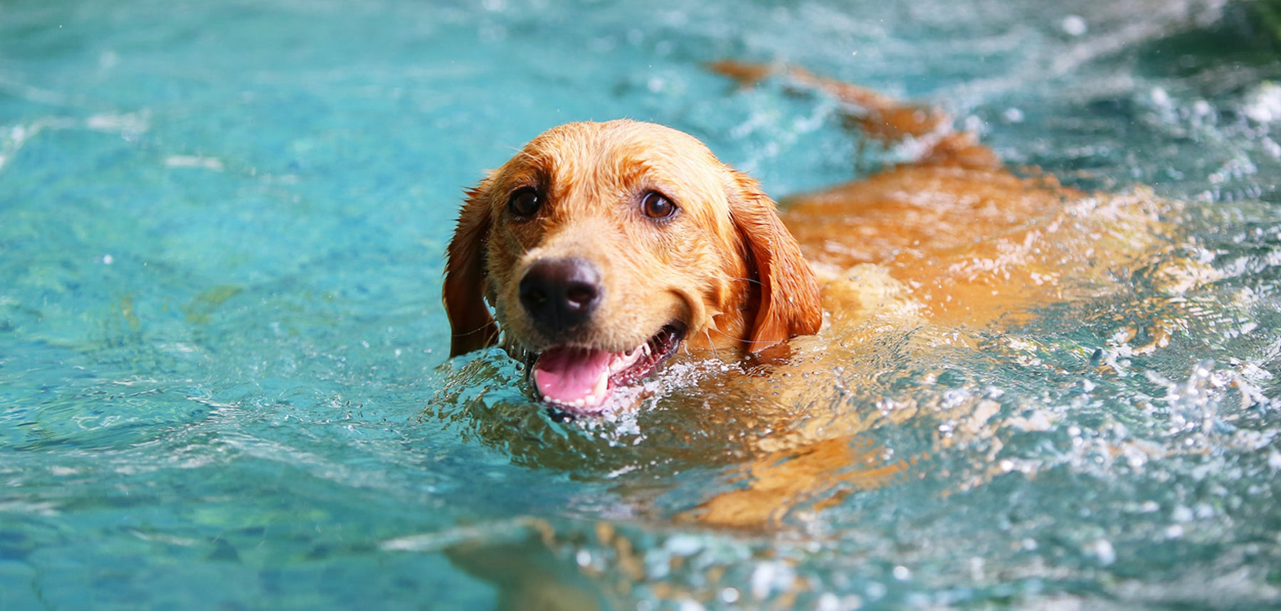 Summer Cooling Products for Pets