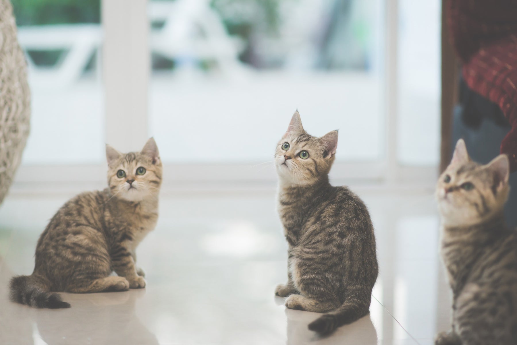Gabapentin For Cats: Safe Dosages And Uses