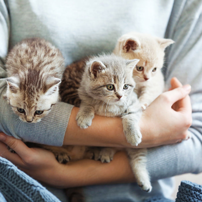 The Most Expensive Cat Breeds