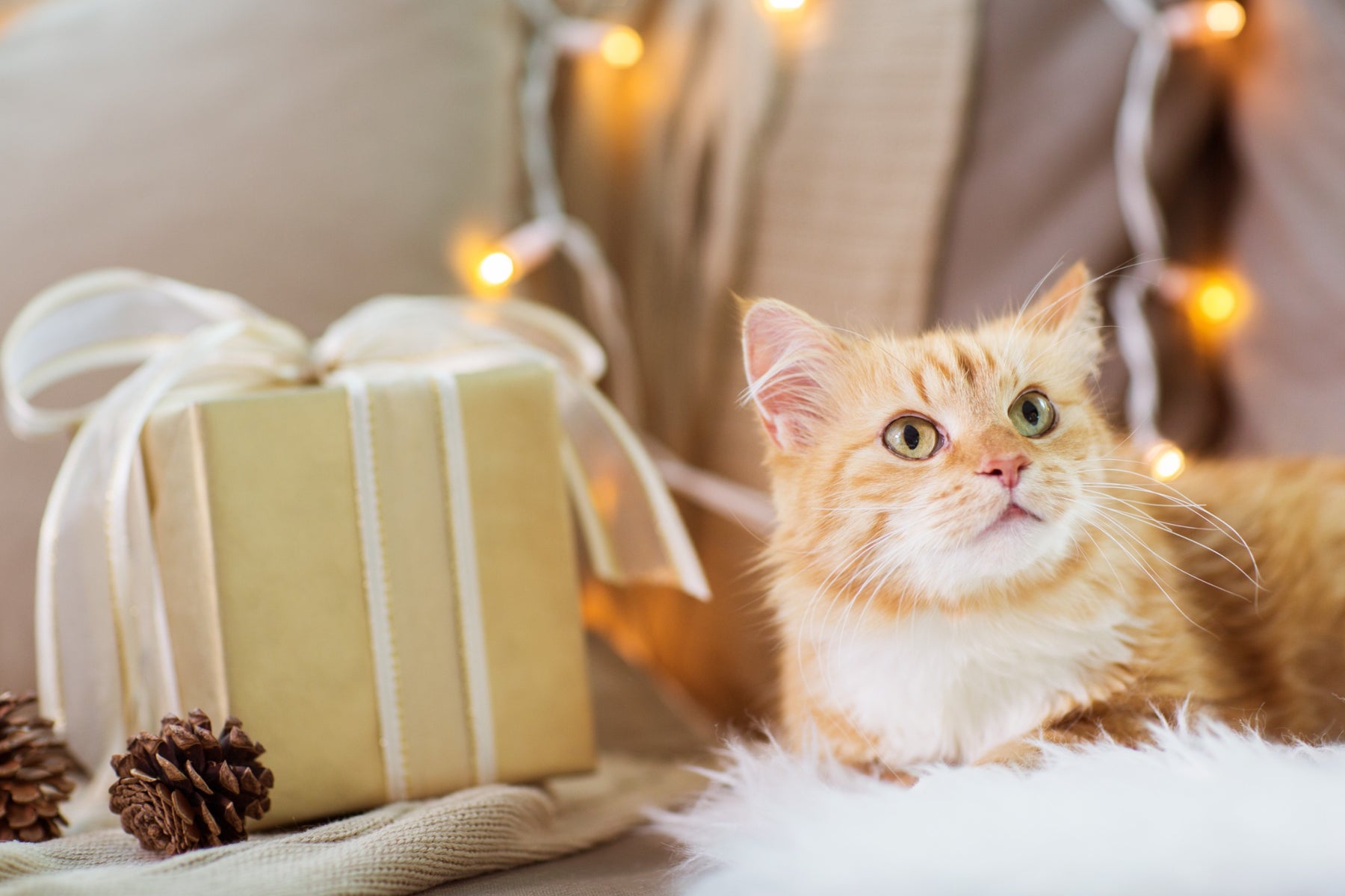The 26 best gifts for cat lovers, according to pet experts