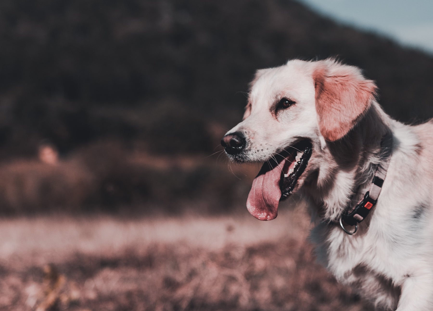 Carprofen For Dogs: Safe Dosages and Uses