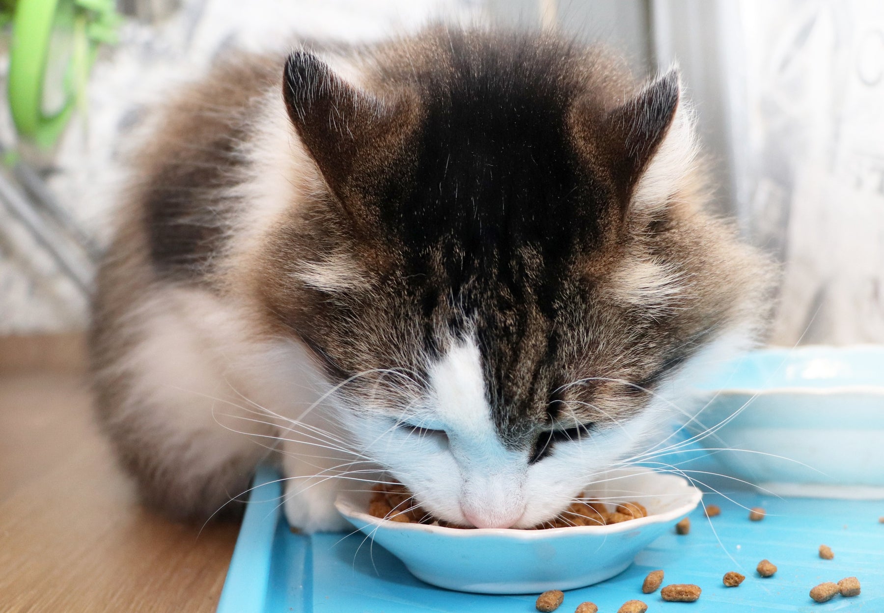 Hill's Science Diet Dry Cat Food Review: Nutrition That Fits Your Feline