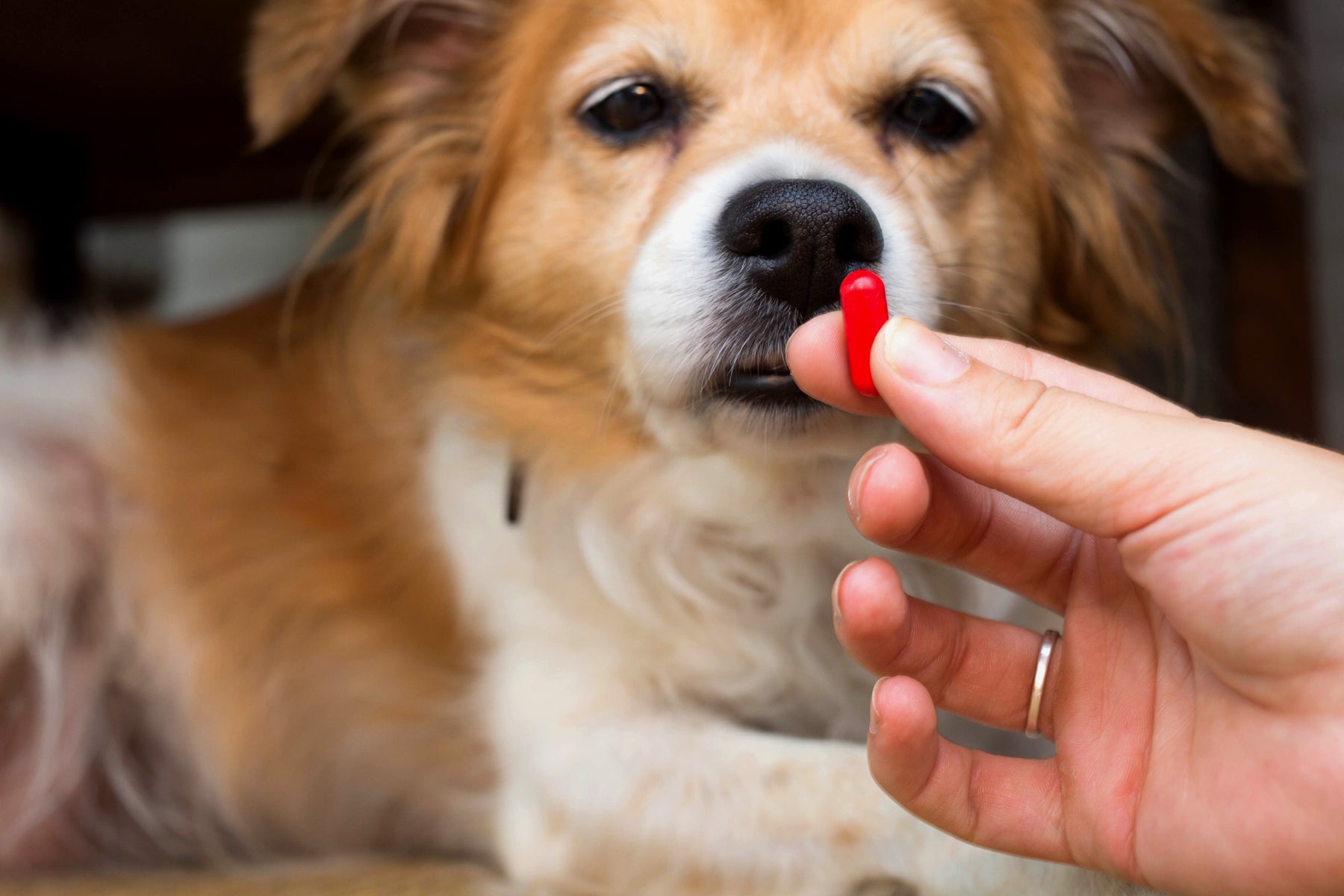 The Use of Carprofen for Canines