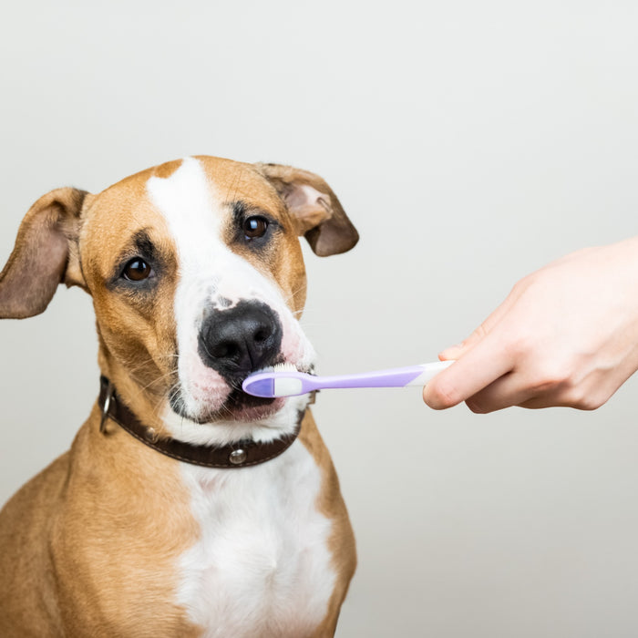The Top 4 Reasons We Don’t Brush Our Dog’s Teeth