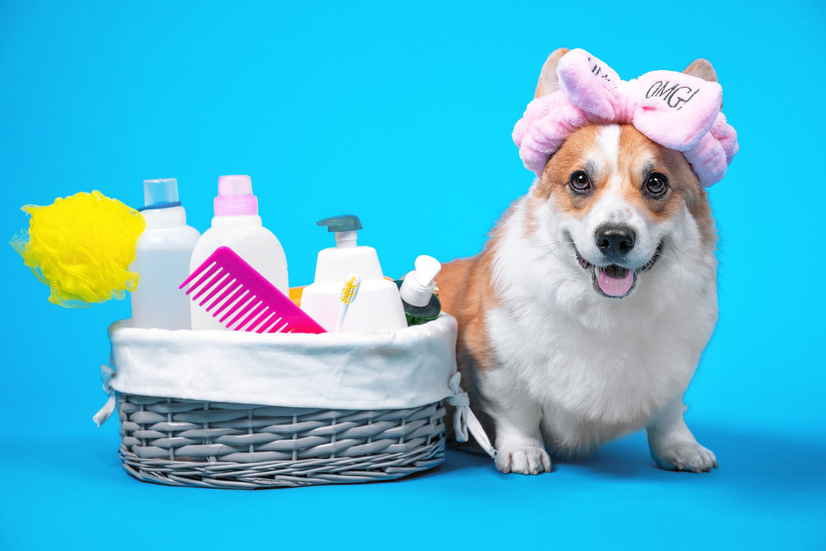 12 Luxury Pet Products to Pamper Your Pooch — Epi-Pet