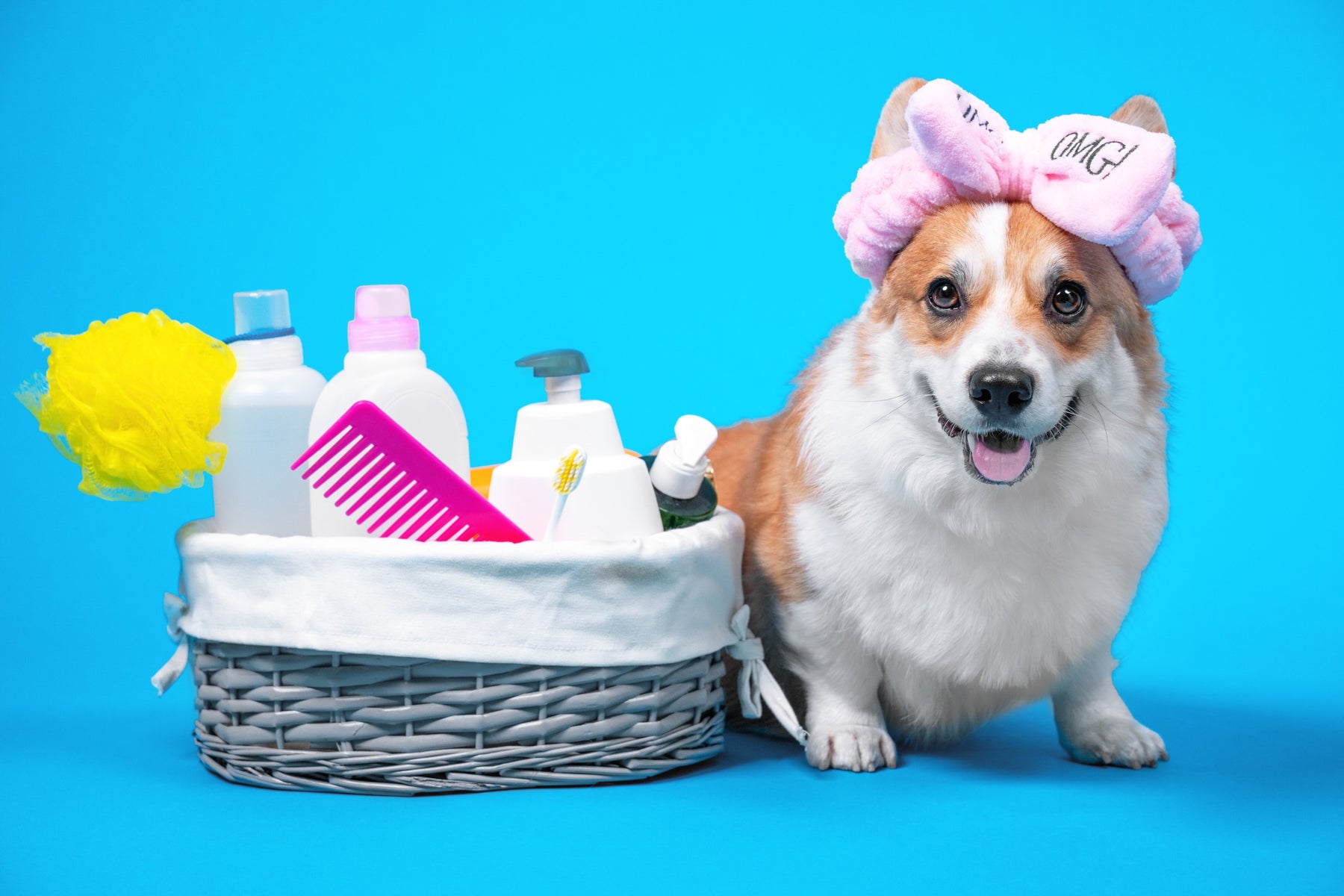 12 Luxury Pet Products to Pamper Your Pooch