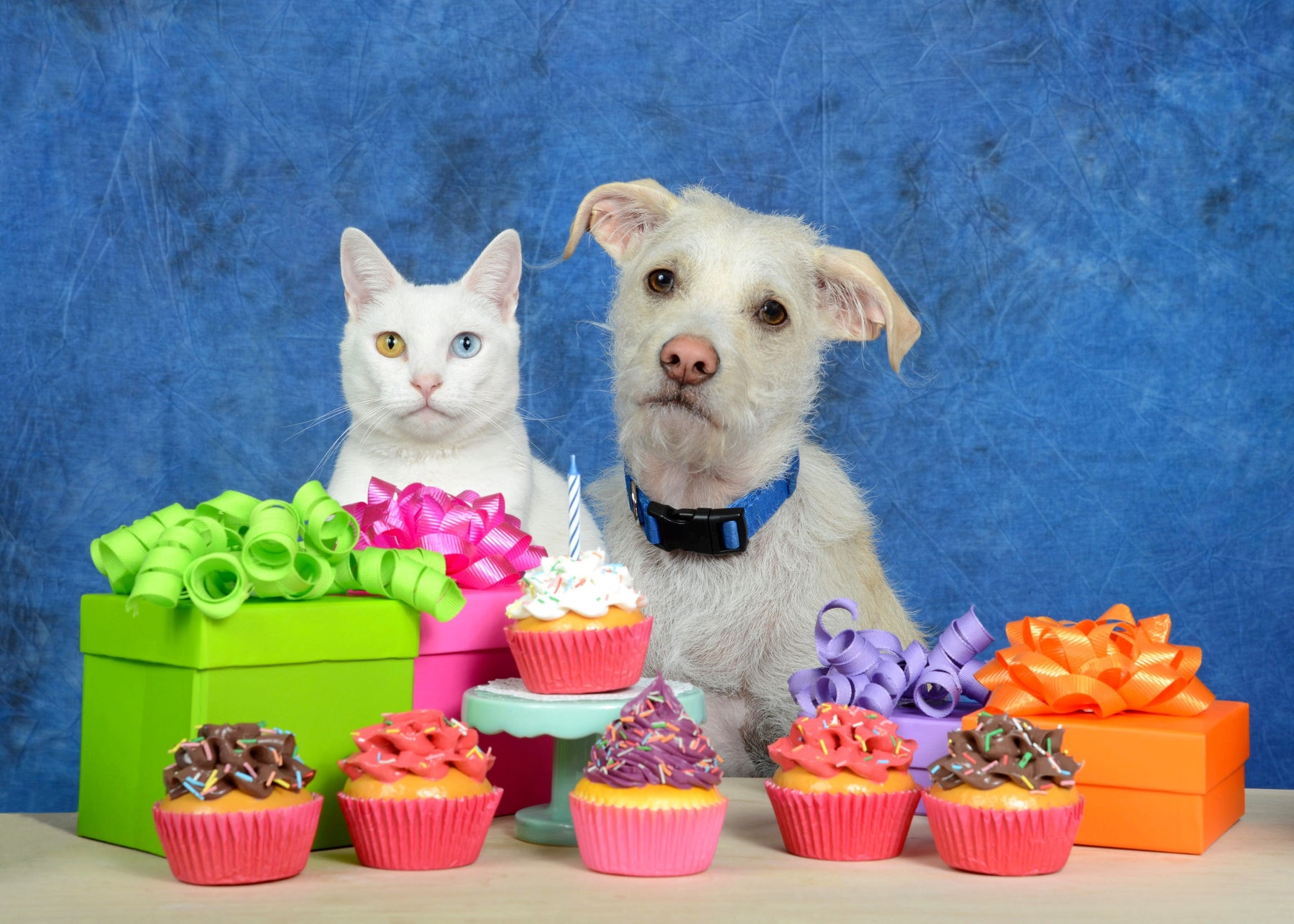 March is Pet Poison Awareness Month!
