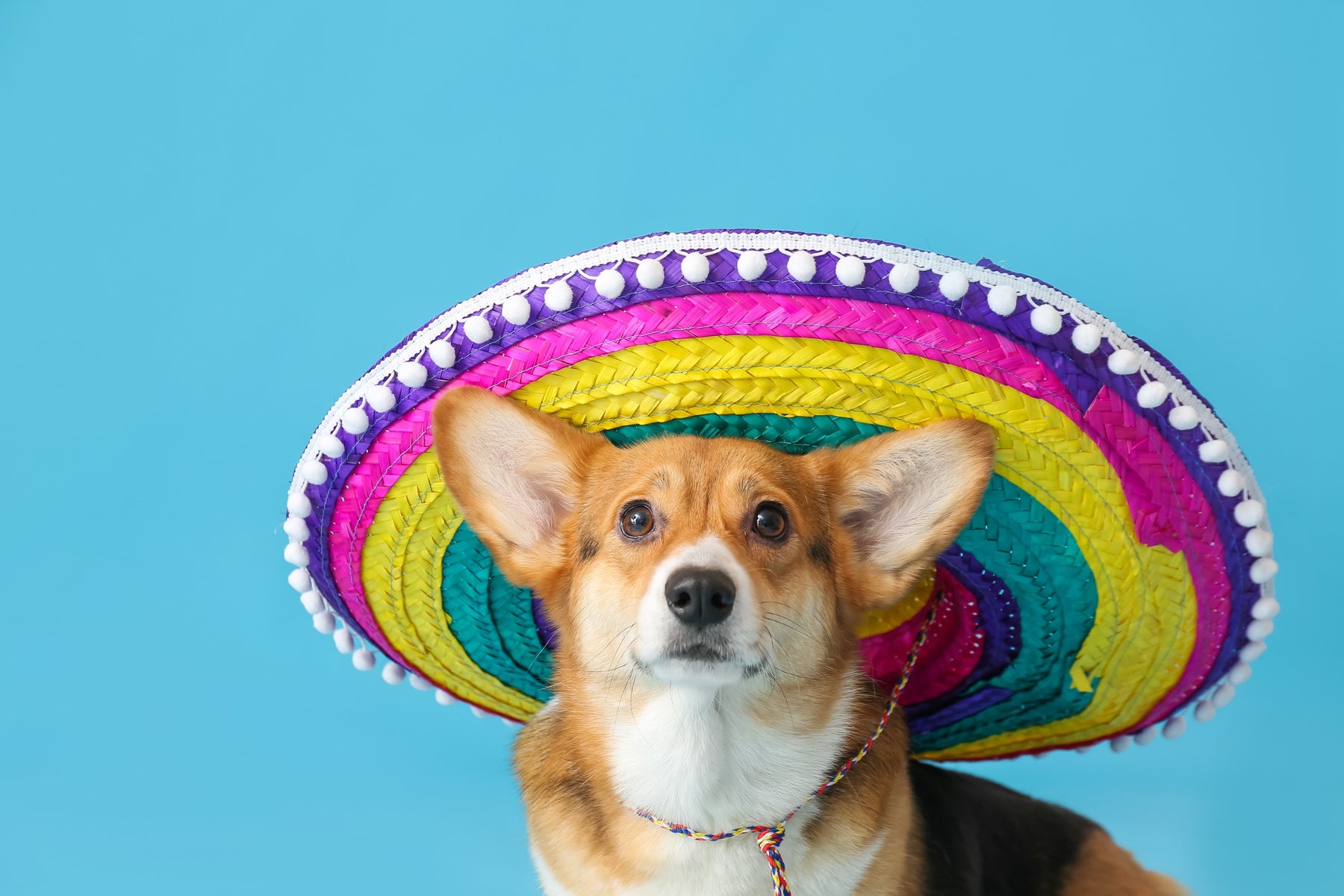 The 7 Best Dog Hats of 2023