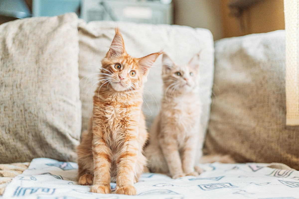 How Long Can You Leave Cats Alone? Is it Safe? — Epi-Pet