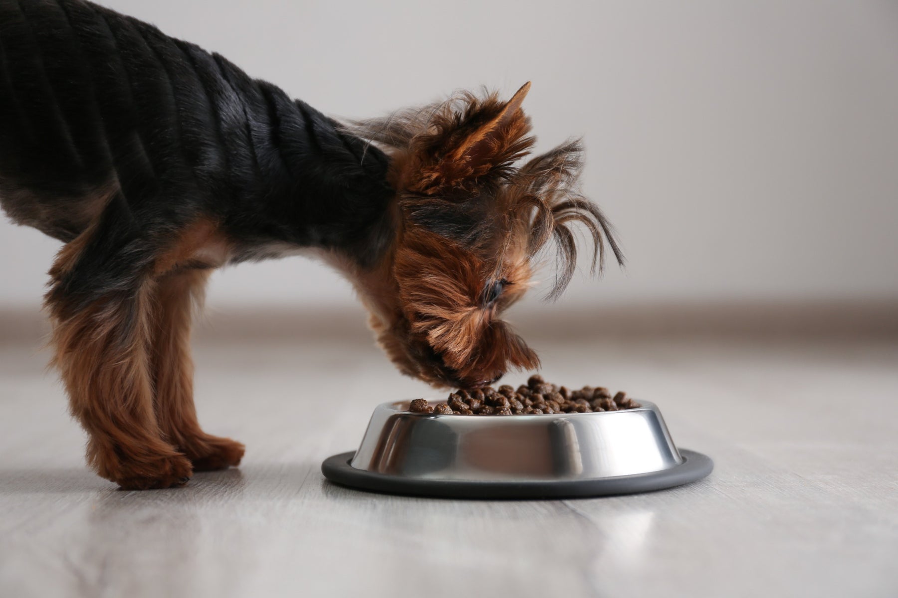 Everything you Need to Know about a Dog Food Topper